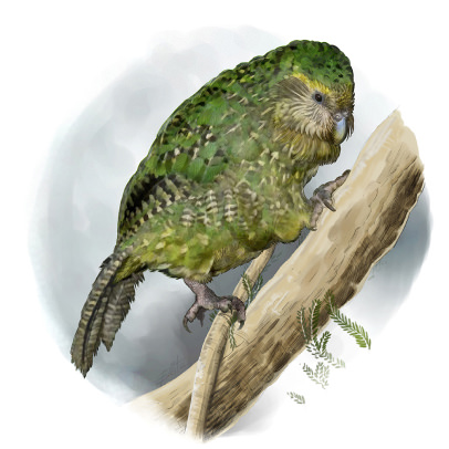 Kakapo