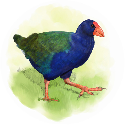 Takahe